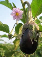 [تصویر:  eggplant1.jpg]